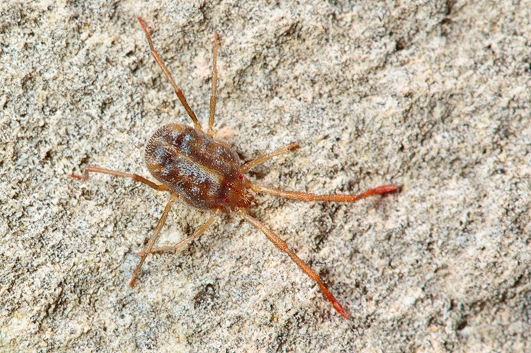 Erythraeus sp.?